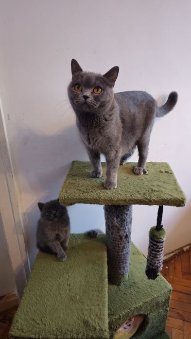 Британска късокосместа