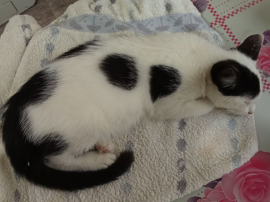 Отдам в хорошие руки