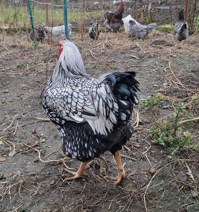 Vand cocosi Wyandotte si Austrolop