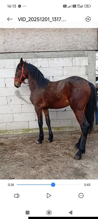 Mânză friziana metis de 1 an jumate