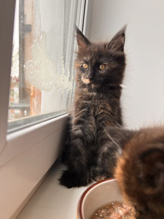 Котенок Мейн кун