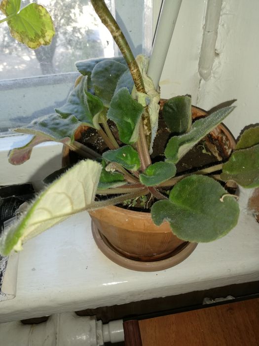 Комнатные цветы, фиалка