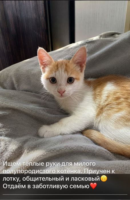 котёнок, мальчик