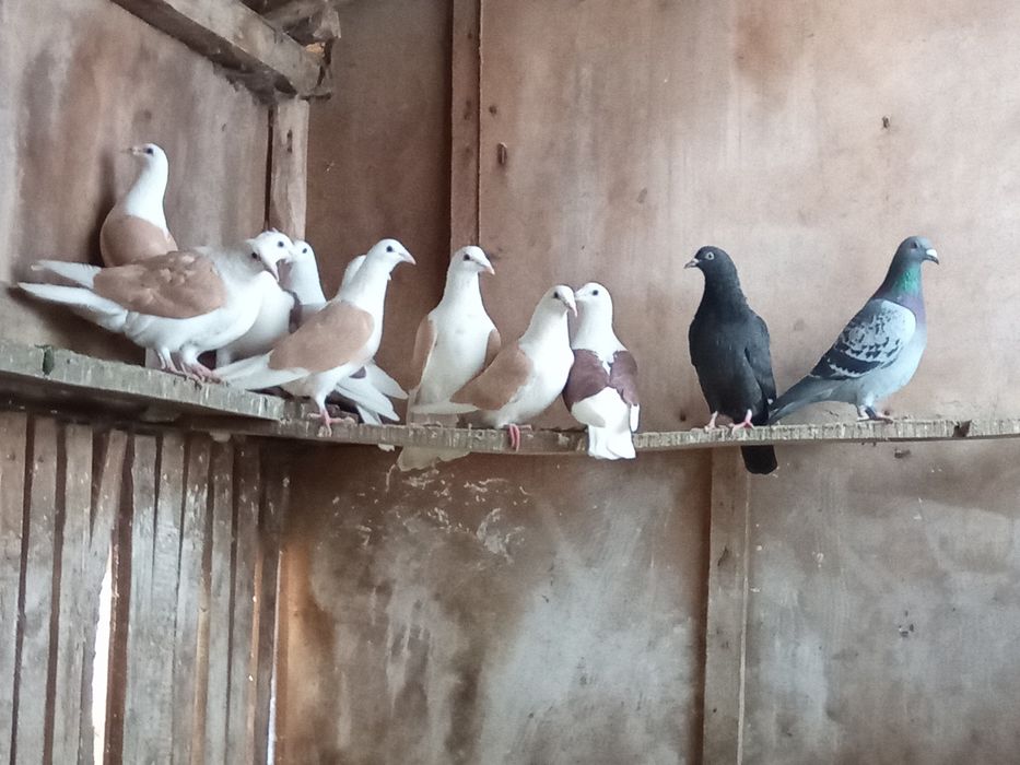 Продавам пощенски гълъби