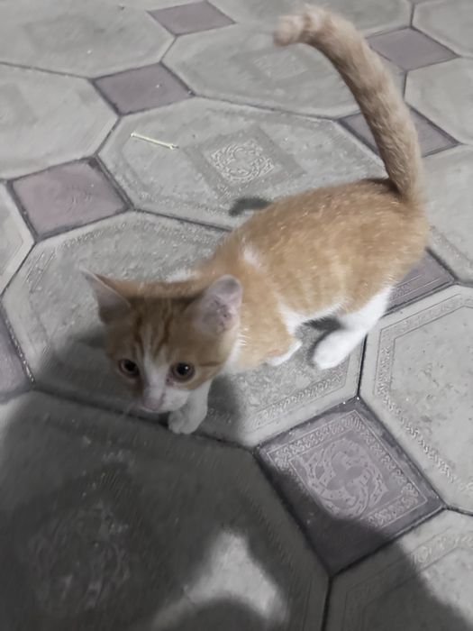 Отдам котят в добрые руки