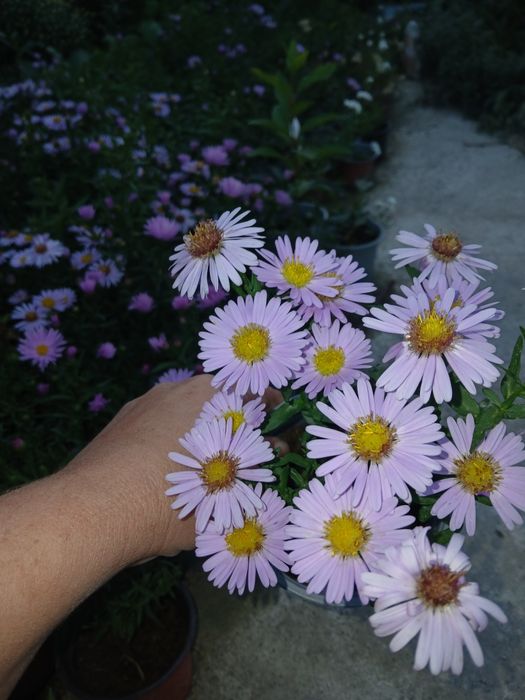 Aster la ghivece de vanzare