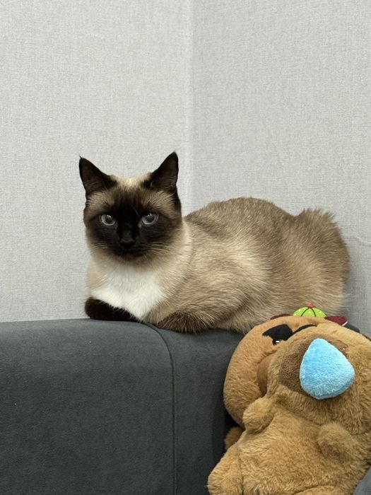 Ищем любящий дом для кошки