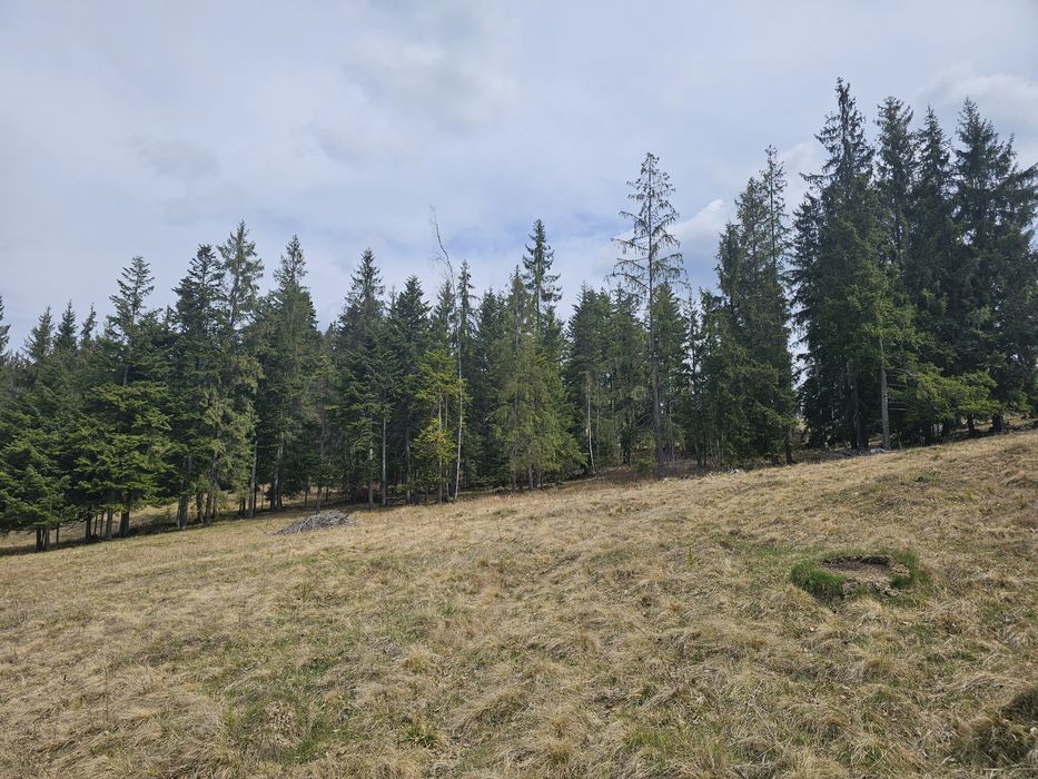 Teren de vanzare in Bucovina Fundu Moldovei