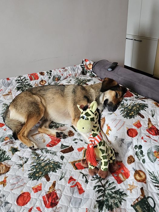 Ofer servicii de pet sitter, plimbări căini și pisici, pet taxi, Const