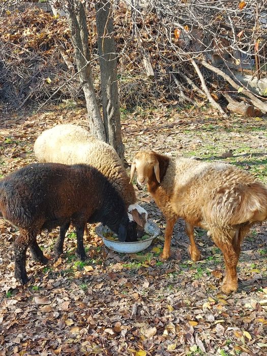 Яхши бокилган нуксони йук куйлар