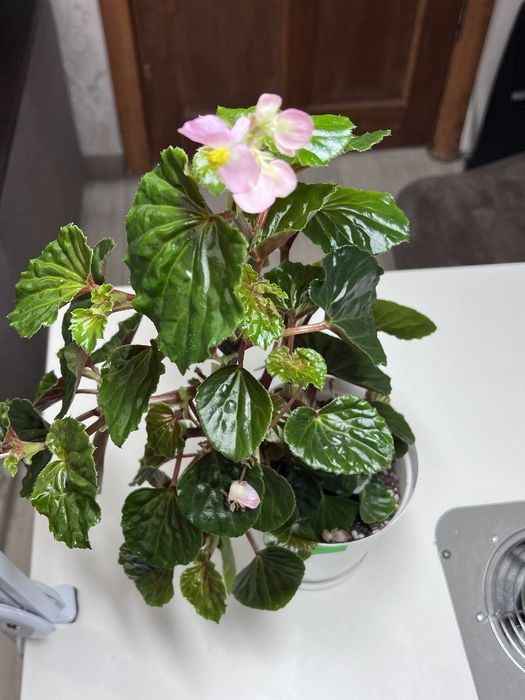 Цветы домашние ухоженные