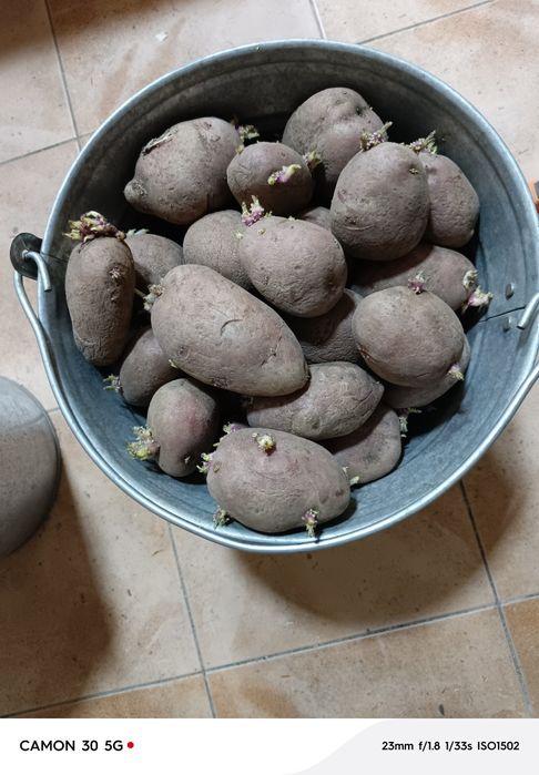 Картошка на посадку