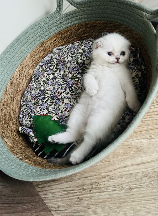 Продам котёнка девочка