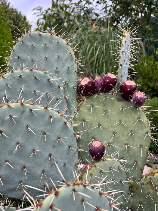 Студоустойчив кактус Опунция