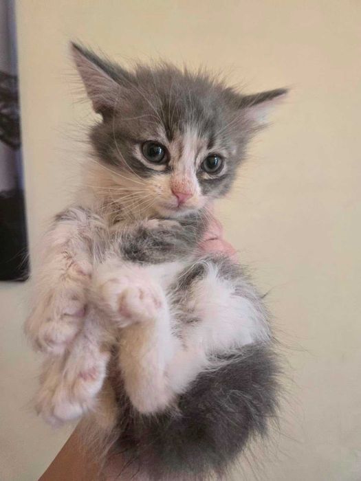 Кошки и котики в добрые руки