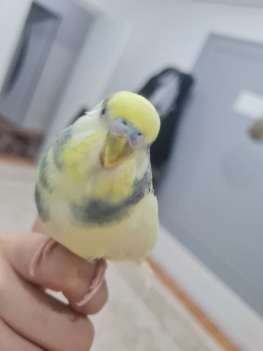 Продам пару  попугаев