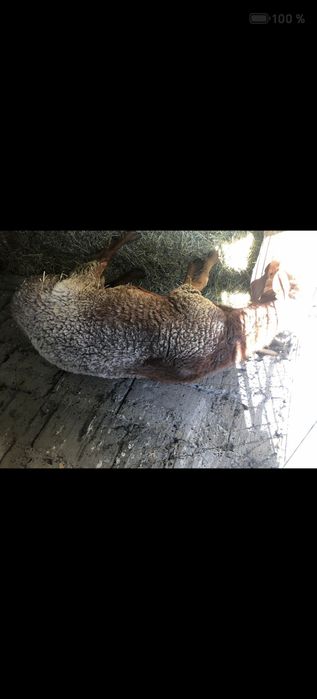 Арашан козы кошкар