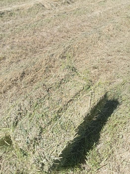 Продам люцерна, жонышка