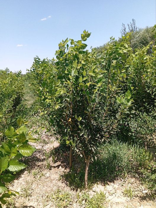 Yashil makon loyihasi uchun turli xildagi mevali manzarali daraxtlar