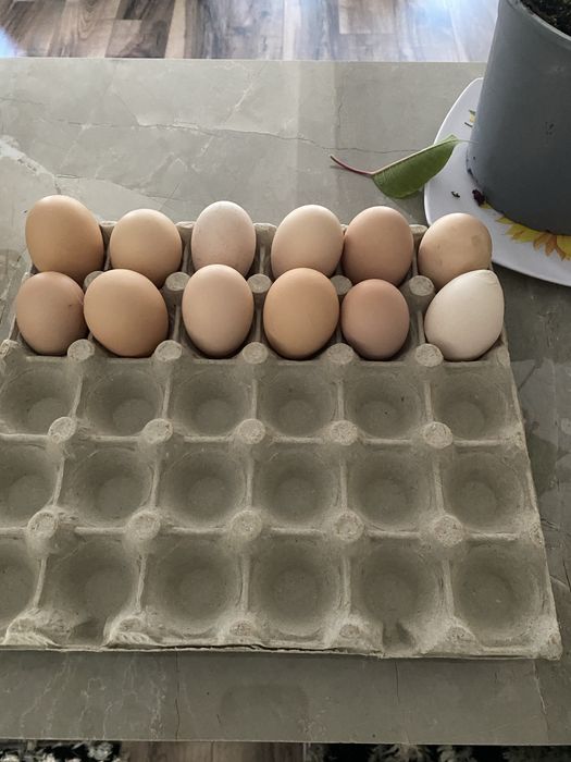 Oua incubat Brahma Herminat inchis