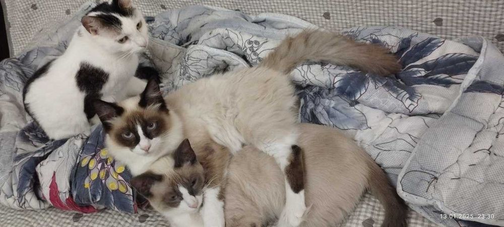 Биба и Боба Сноу шу  ,  Сара скоттиш страйт