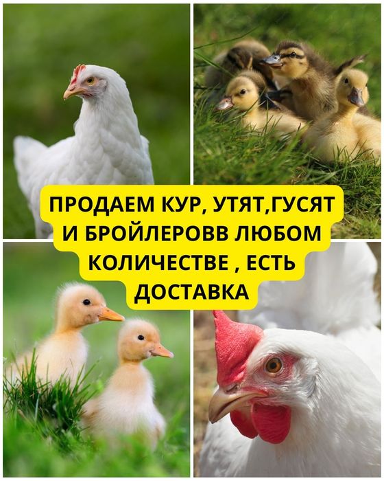 Продам курей несушек
