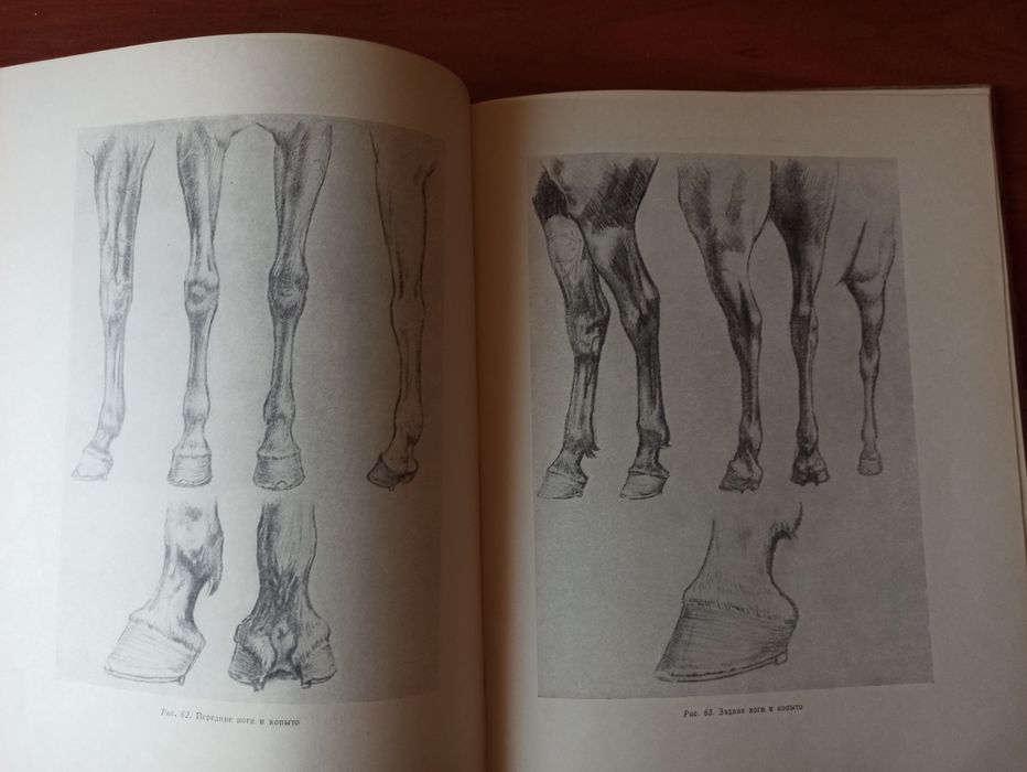 Как рисовать лошадь - Как да нарисуваме кон