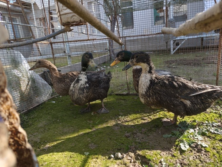 Продам утка четыре штука