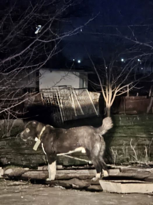 2 жасар казахы тобет