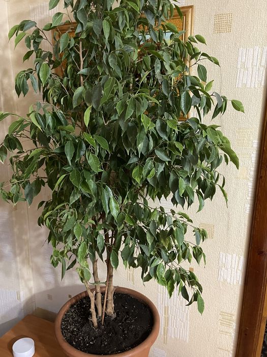 Фикус Бенджамина