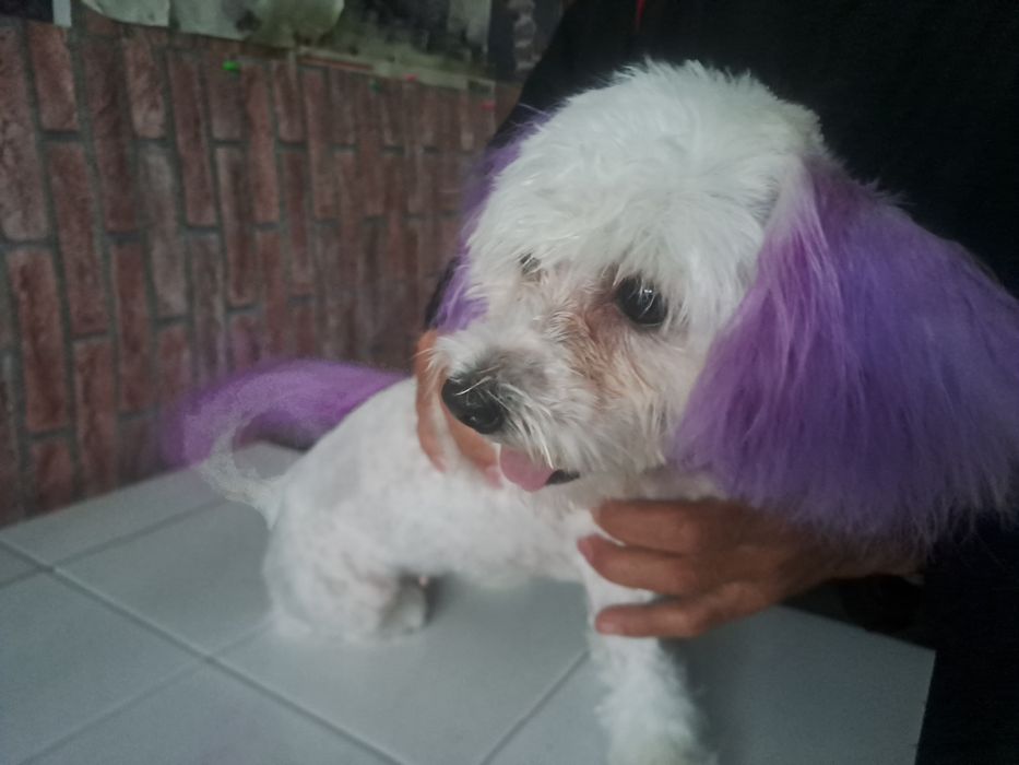 Tuns zi de zi! Catei, pisici și iepurasi