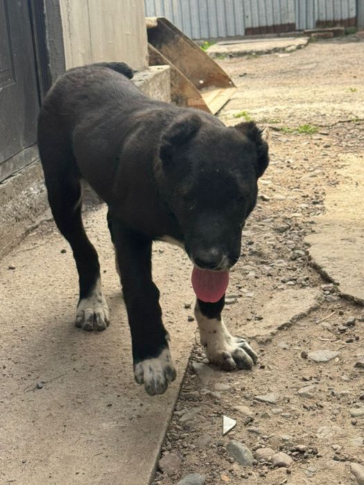 Продам  девочку алабай