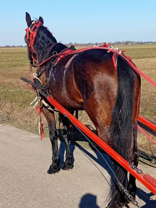 Iapa trăpașă de garanție