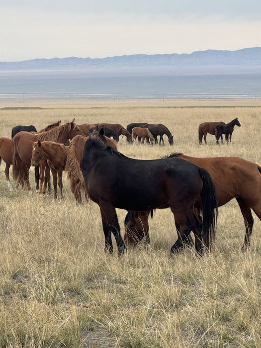 Жылкылар сатылады