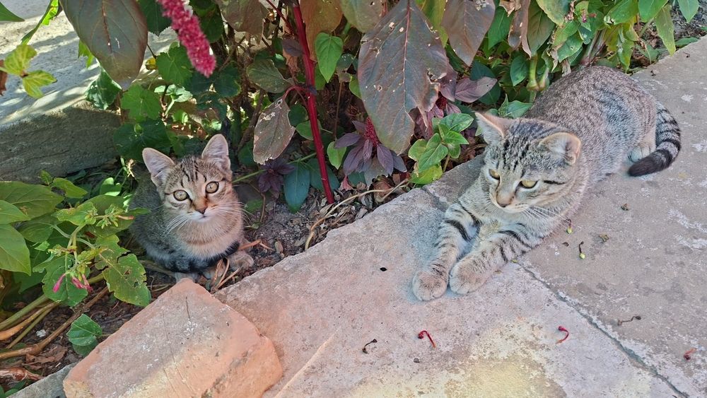 Pisici spre adoptie