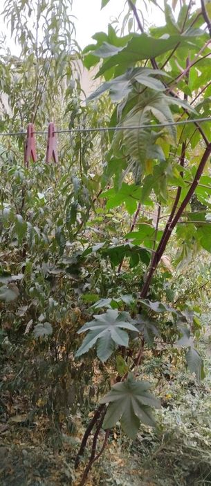 Karmana 5 xonali hovli sotiladi