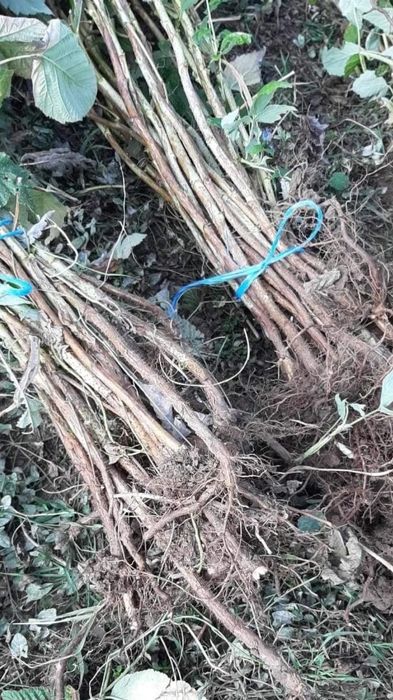 Продавам!! Расат Ягоди! Малини!