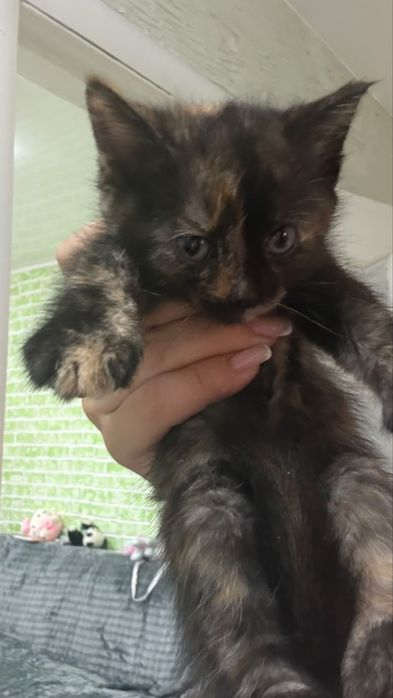 Отдам котят бесплатно