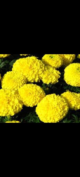 Rasaduri legume tradiționale românești  și flori crescute natural BIO