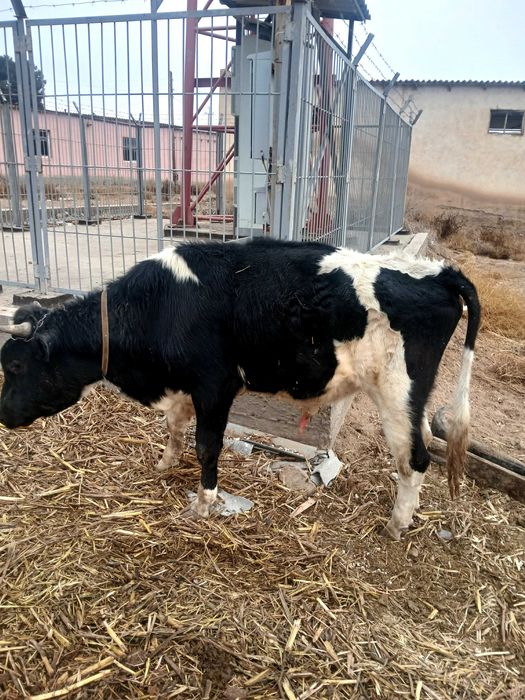 Хукиз сотилади 2 ёшда