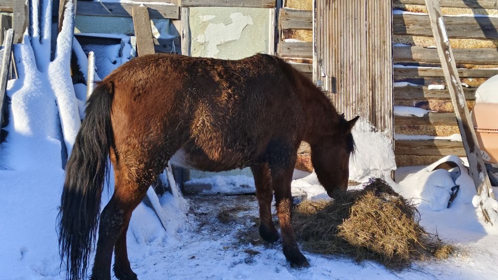 Продам коня на откорме