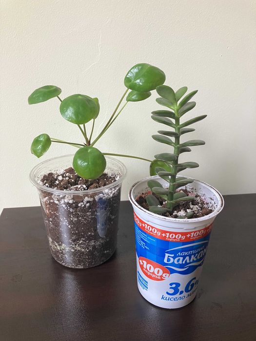Комплект растения сингониум и карсула