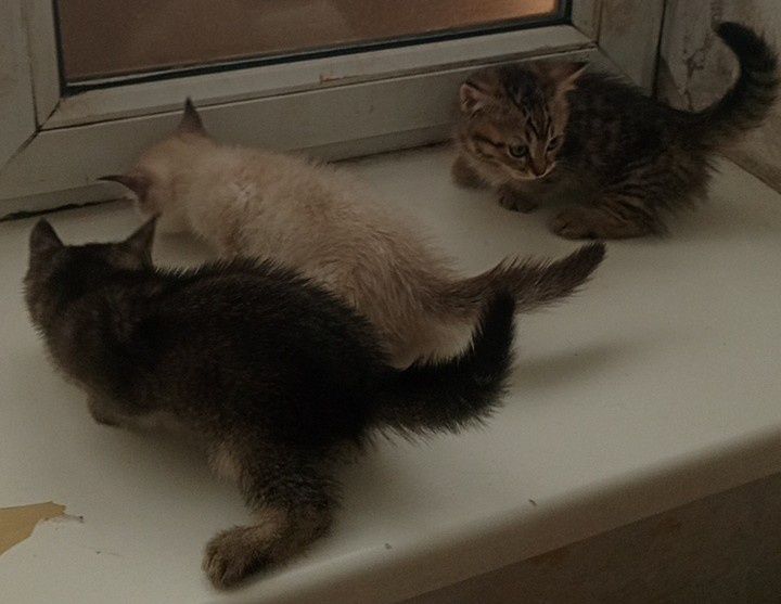 Продаются МАНЧКИН Коротколапые Девочки! Дёшево!