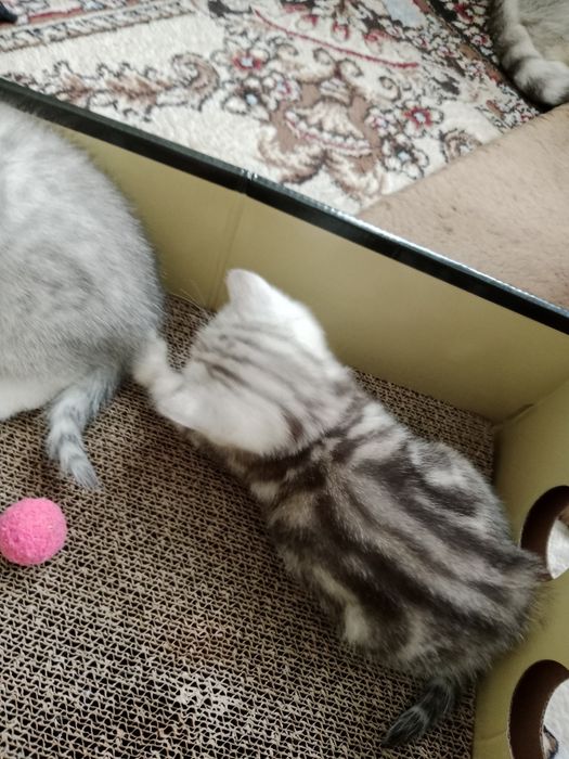 Британские  котята.