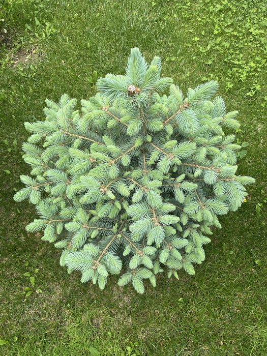 Голубой елки Арча