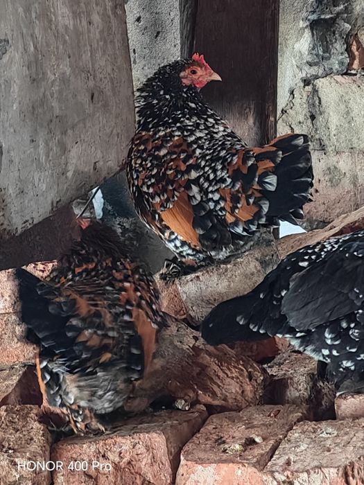 Vând oua mii de flori