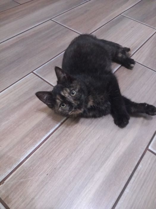 Donez 3 pui de pisică