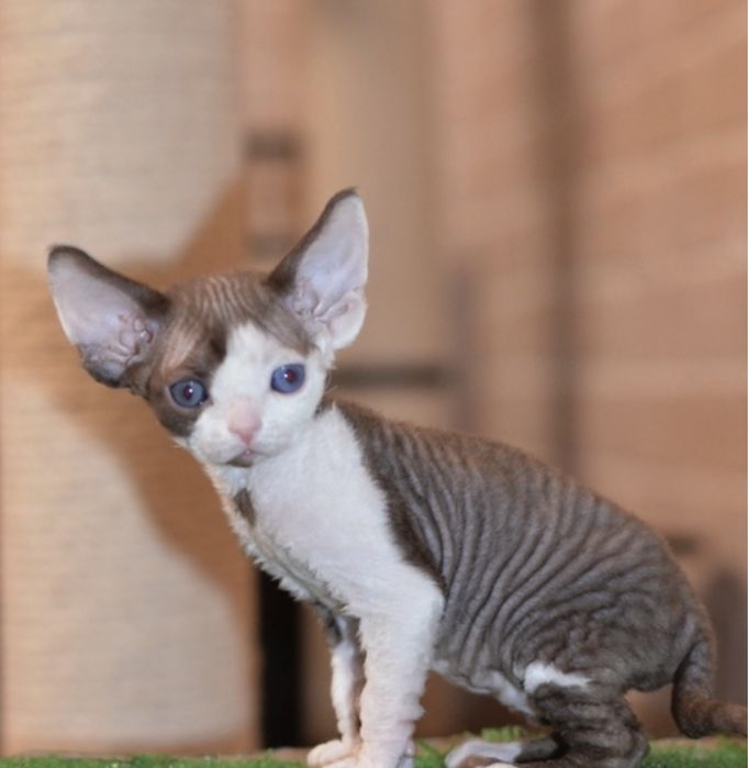 Девон рекс котята