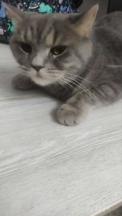 Sotiladigan mushuk.
