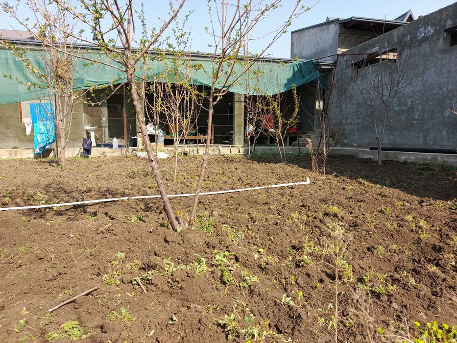 Yer haydash chopish tiplisa bog'larni haydash xizmat